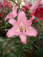 [5218 Missoni VZ No01.JPG]